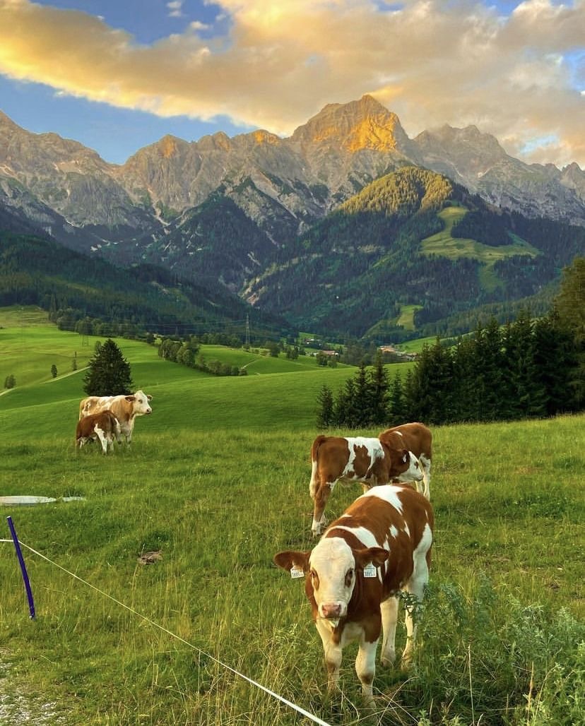 The real history of (sneaky) Austria